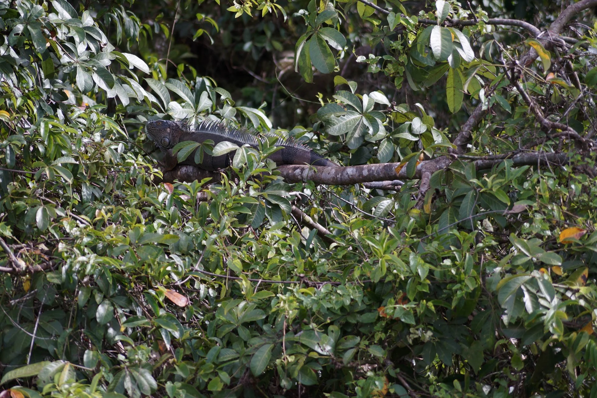 Mawamba Lodge - Iguana at Tortuguero National Park. We went on a cruise in the Jungle and got to see a lot of wildlife.