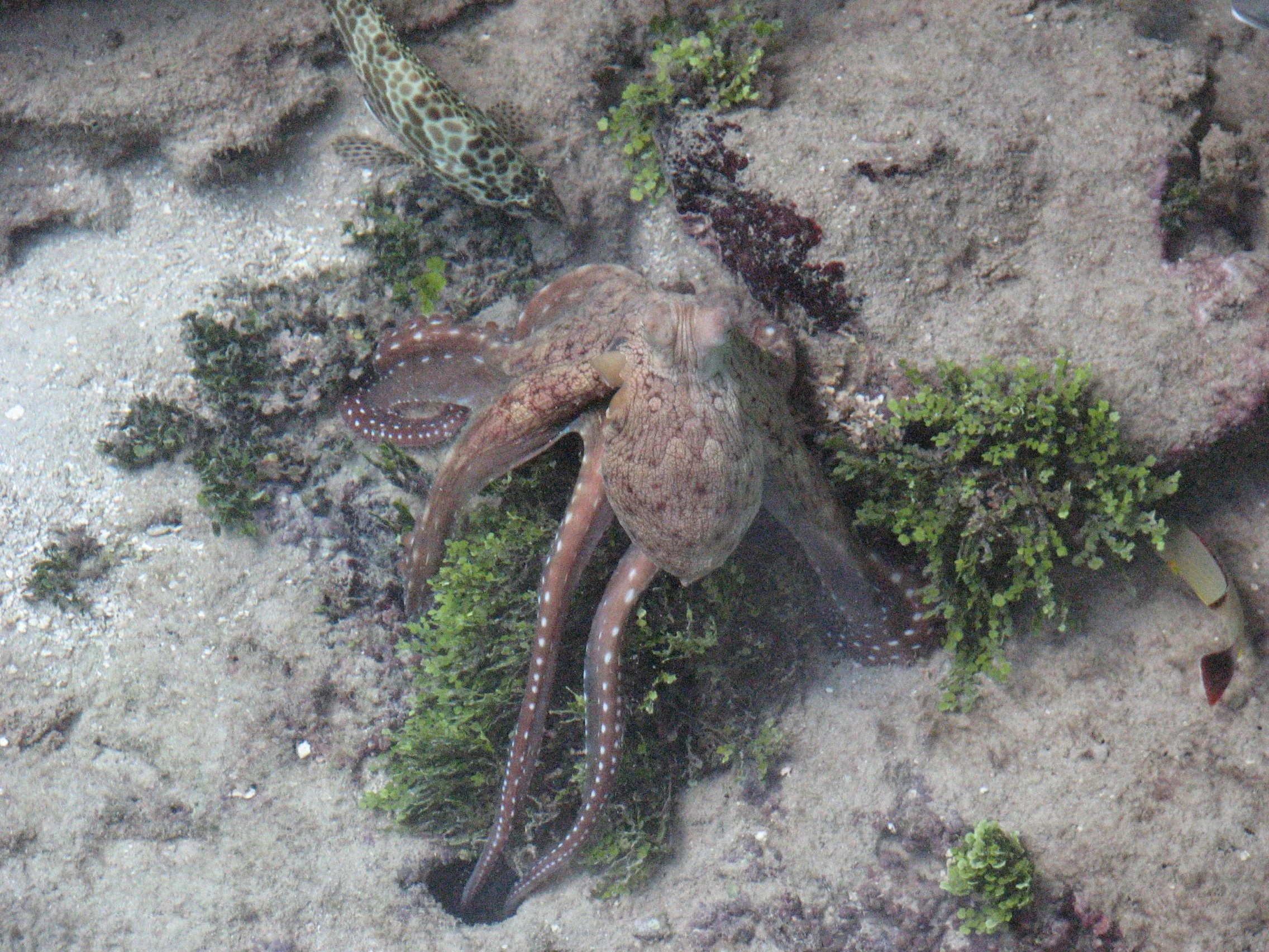 Huahine - Octopus