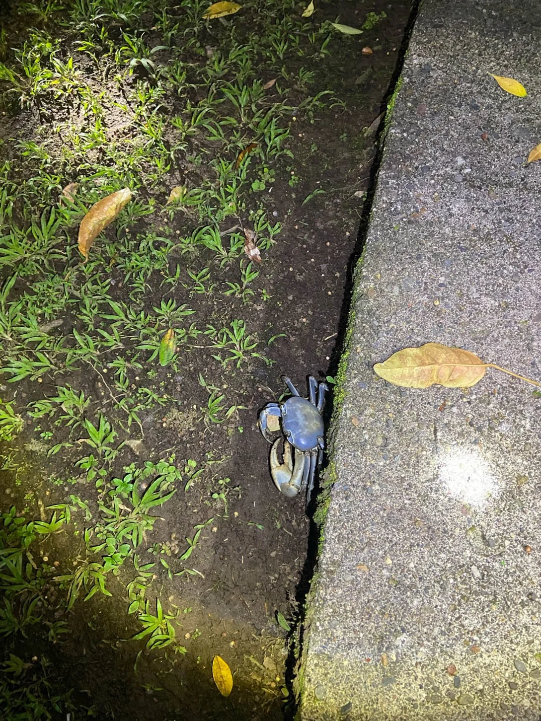Mawamba Lodge - Blue Land Crab on night hike at Tortuguero National Park