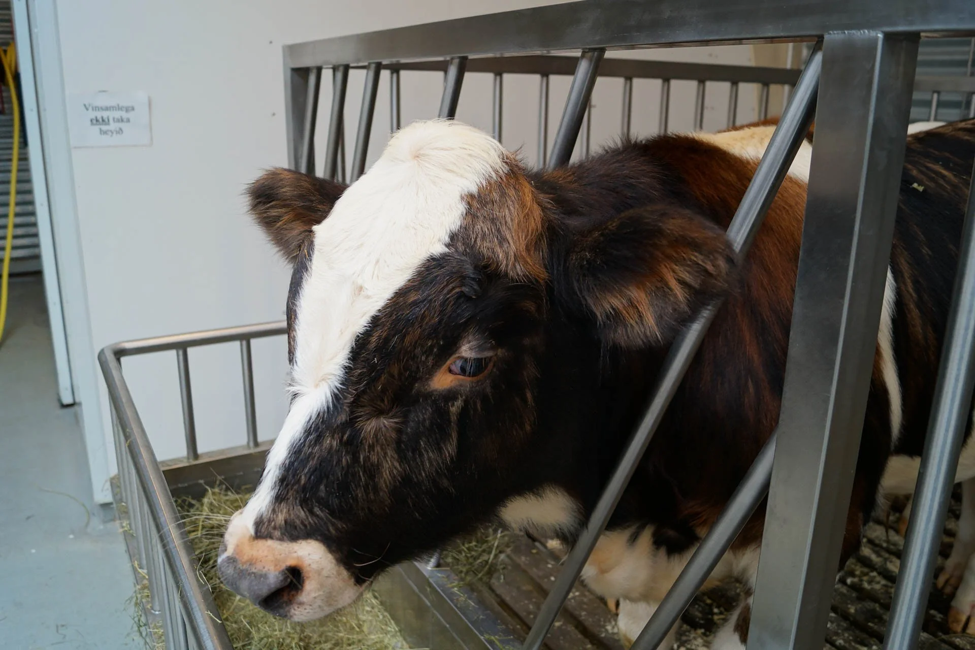Iceland Zoo -Cows