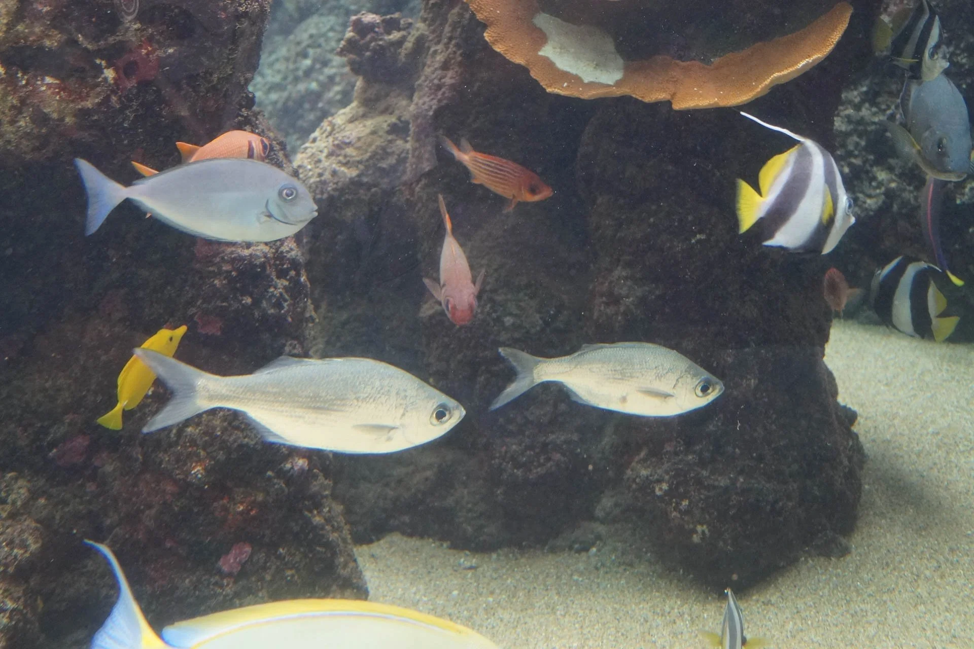 Maui - Maui Ocean Center