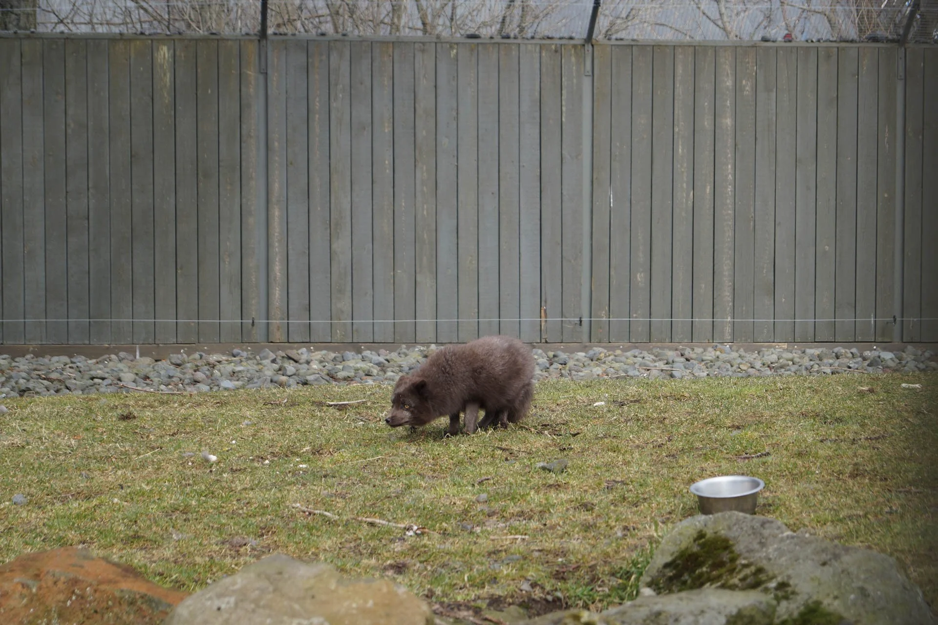 Iceland Zoo - Arctic Fox