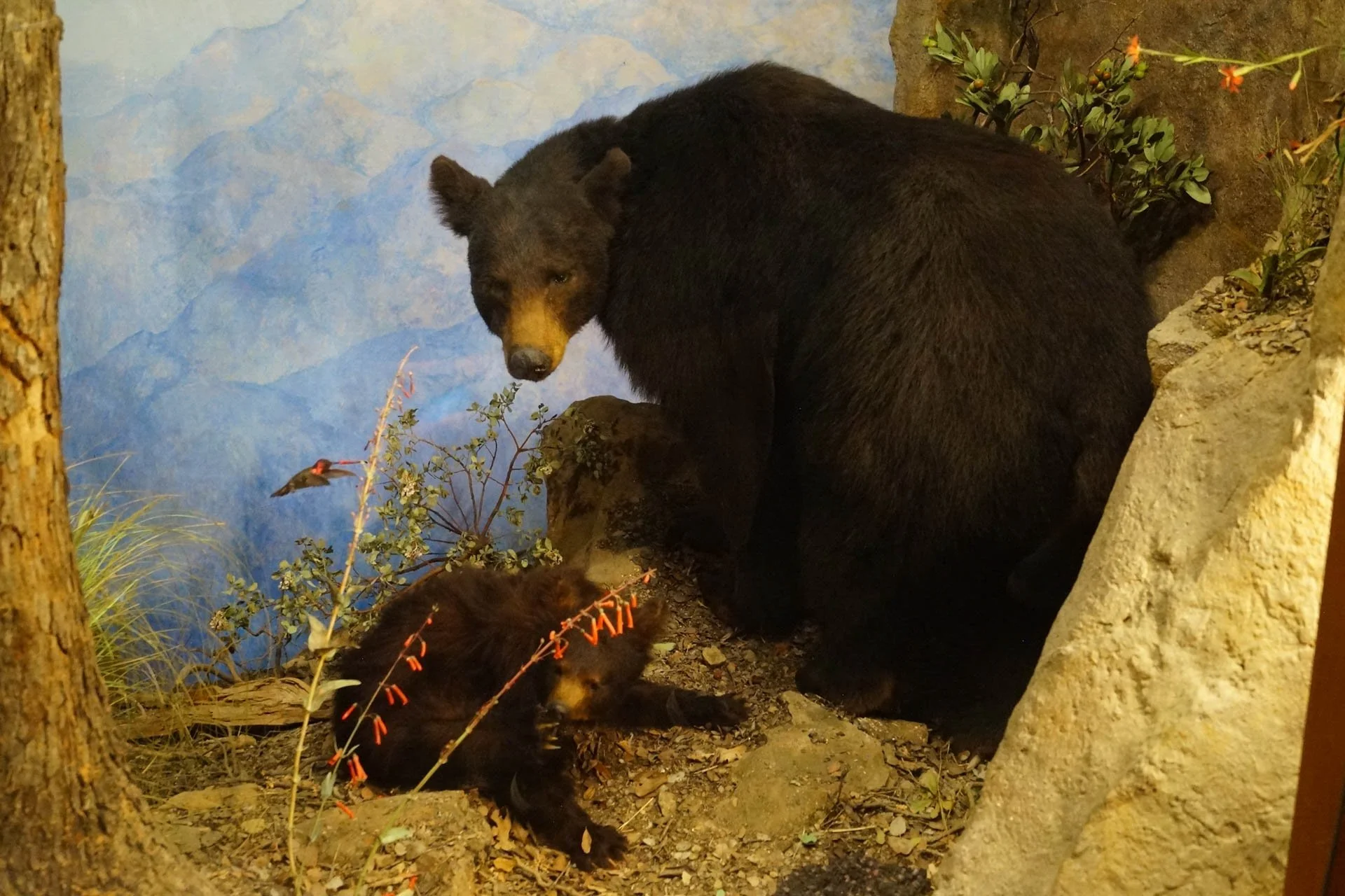 Museum of Natural History: Black Bear
