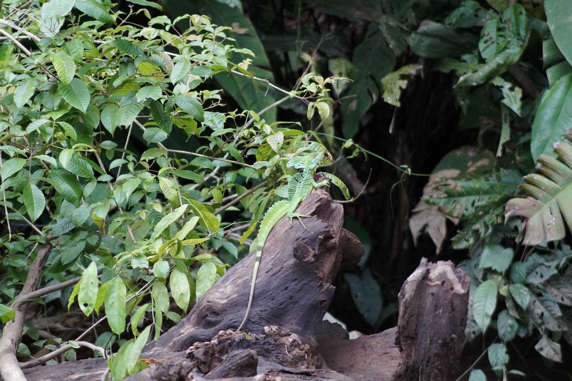 Basilisk Lizard on the way to Mawamba Lodge