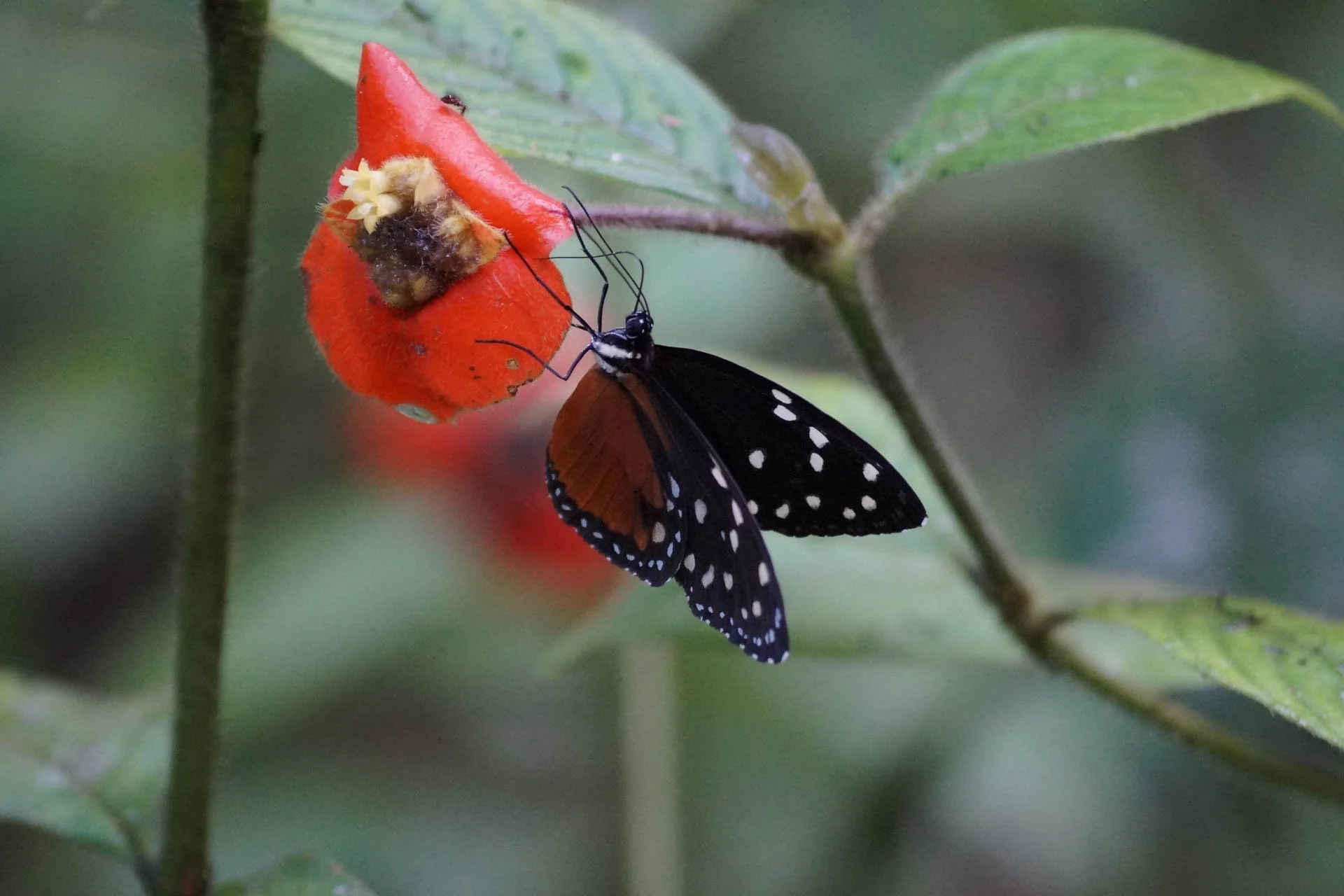 Ecocentro Danaus - Monarch Butterfly