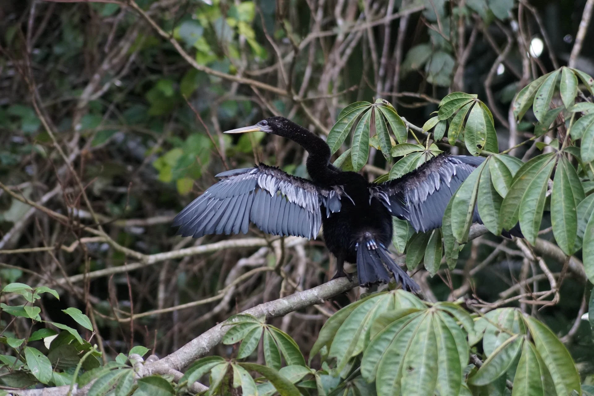 Mawamba Lodge - Anhinga at Tortuguero National Park