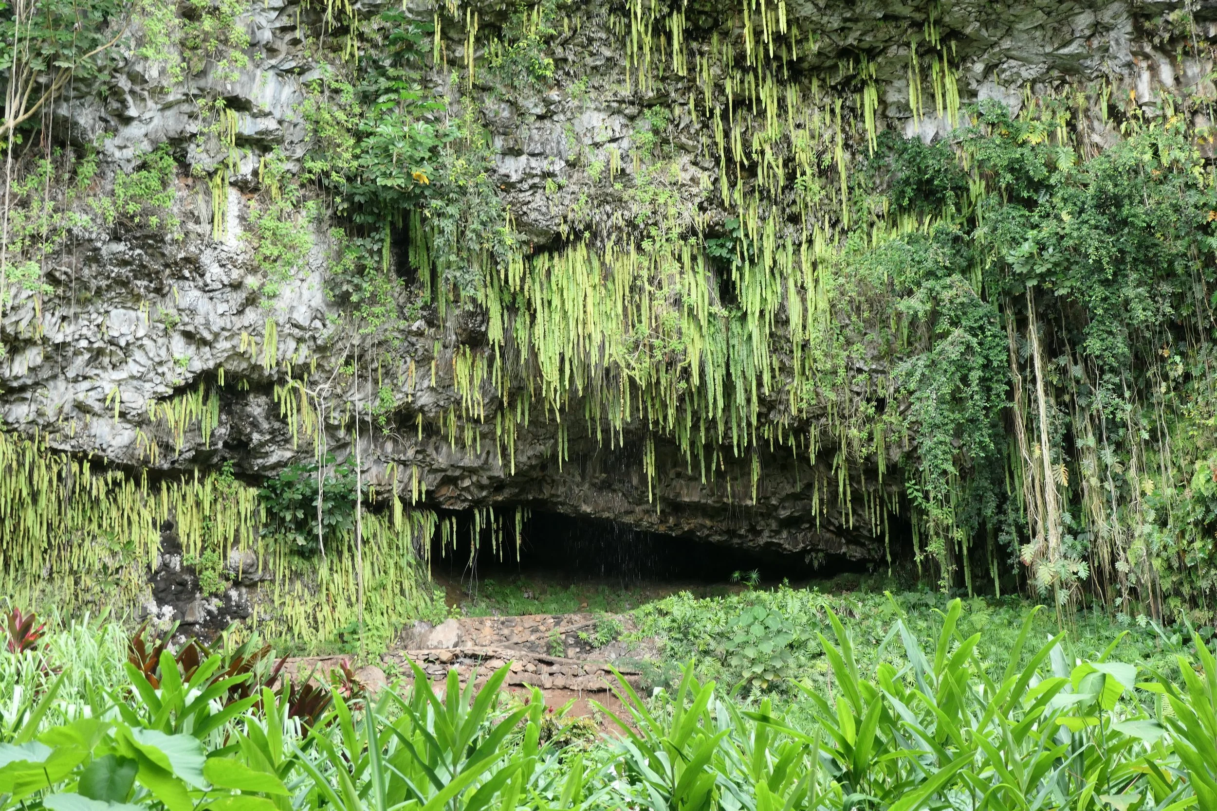 Smith's Fern Grotto