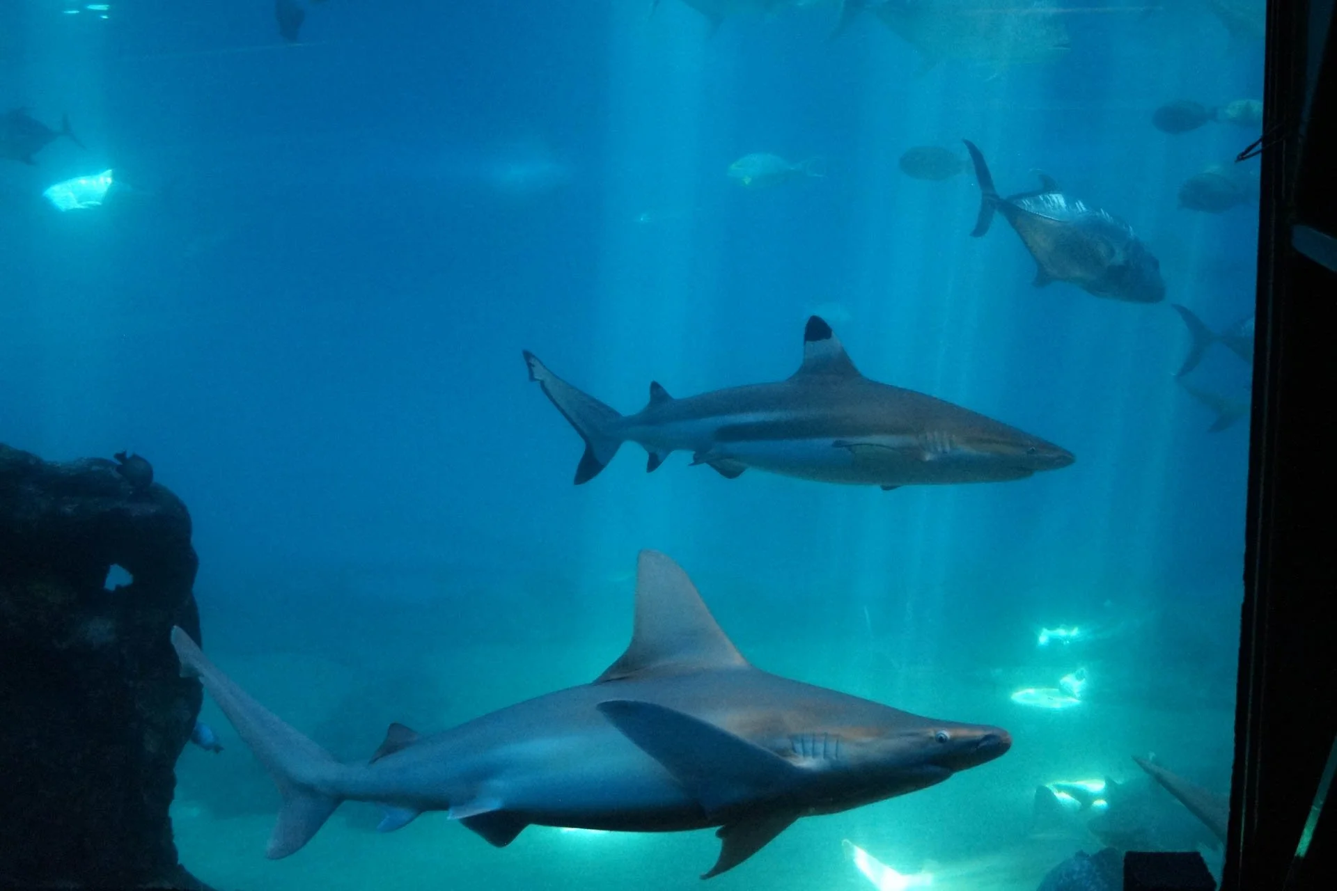 Maui - Maui Ocean Center