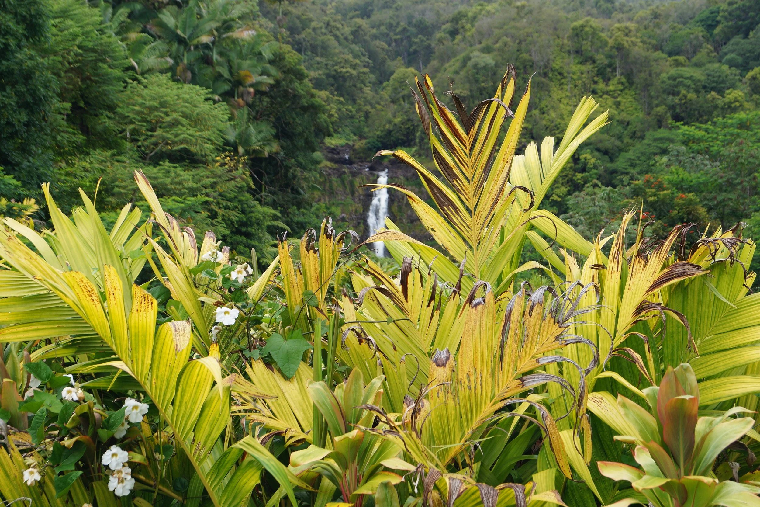 Scenic Drive - Akaka Falls Trail