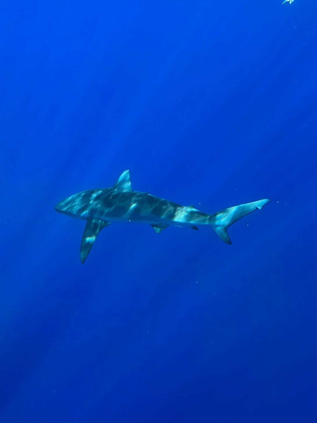 Shark Diving off Oahu - Galapagos Shark
