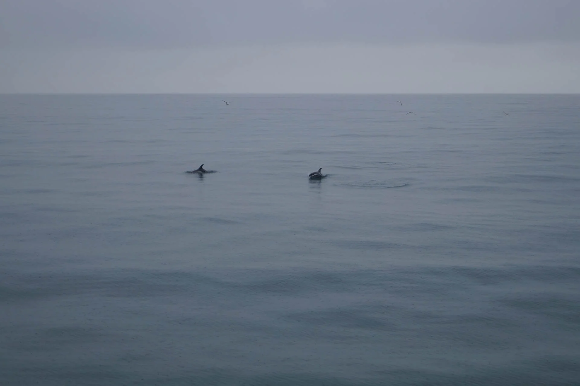 White-Beaked Dolphin