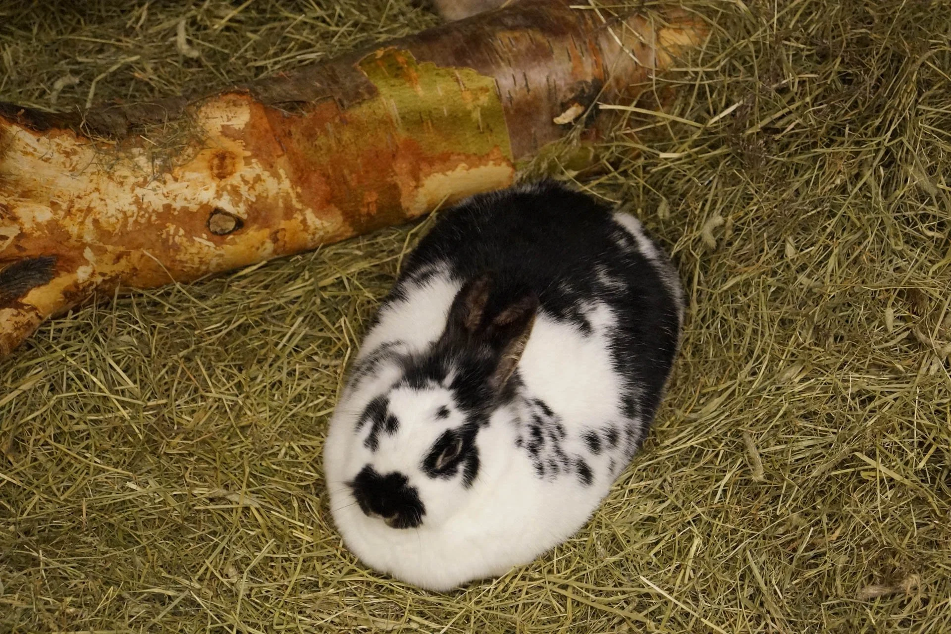 Iceland Zoo - Rabbits