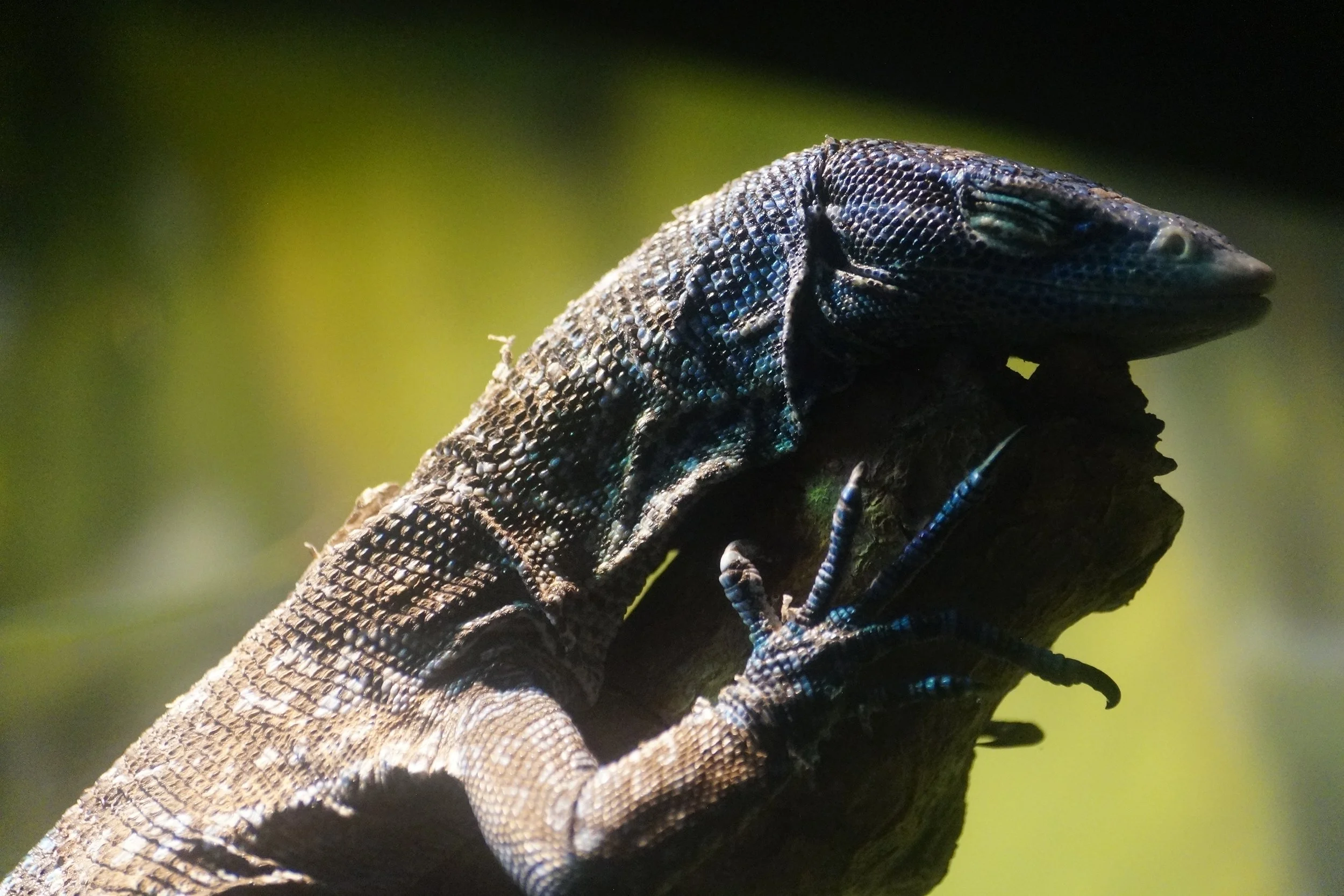 San Diego Zoo: Blue Tree Monitor