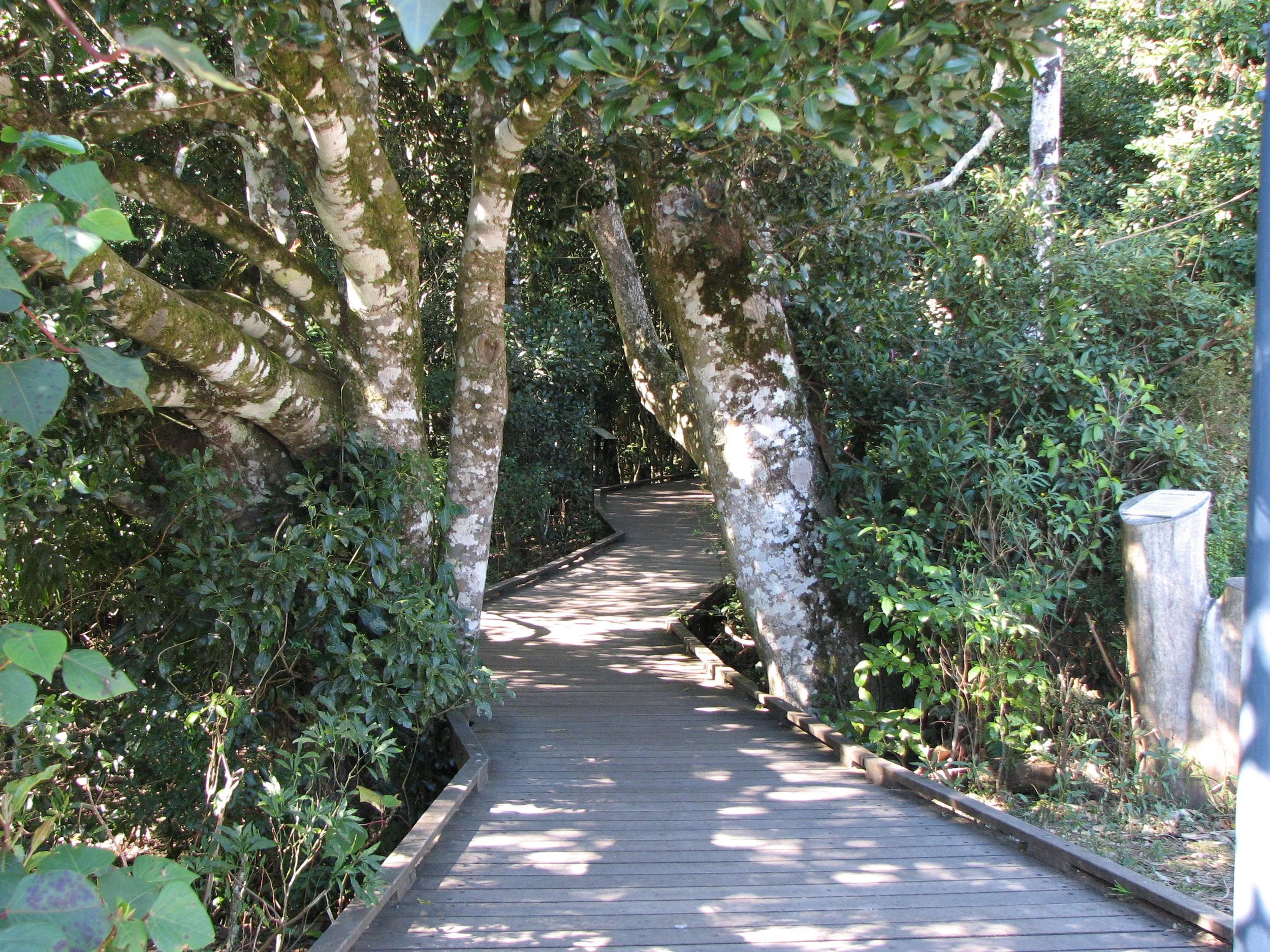 O'Reilly's Preserve and Treetop Walk
