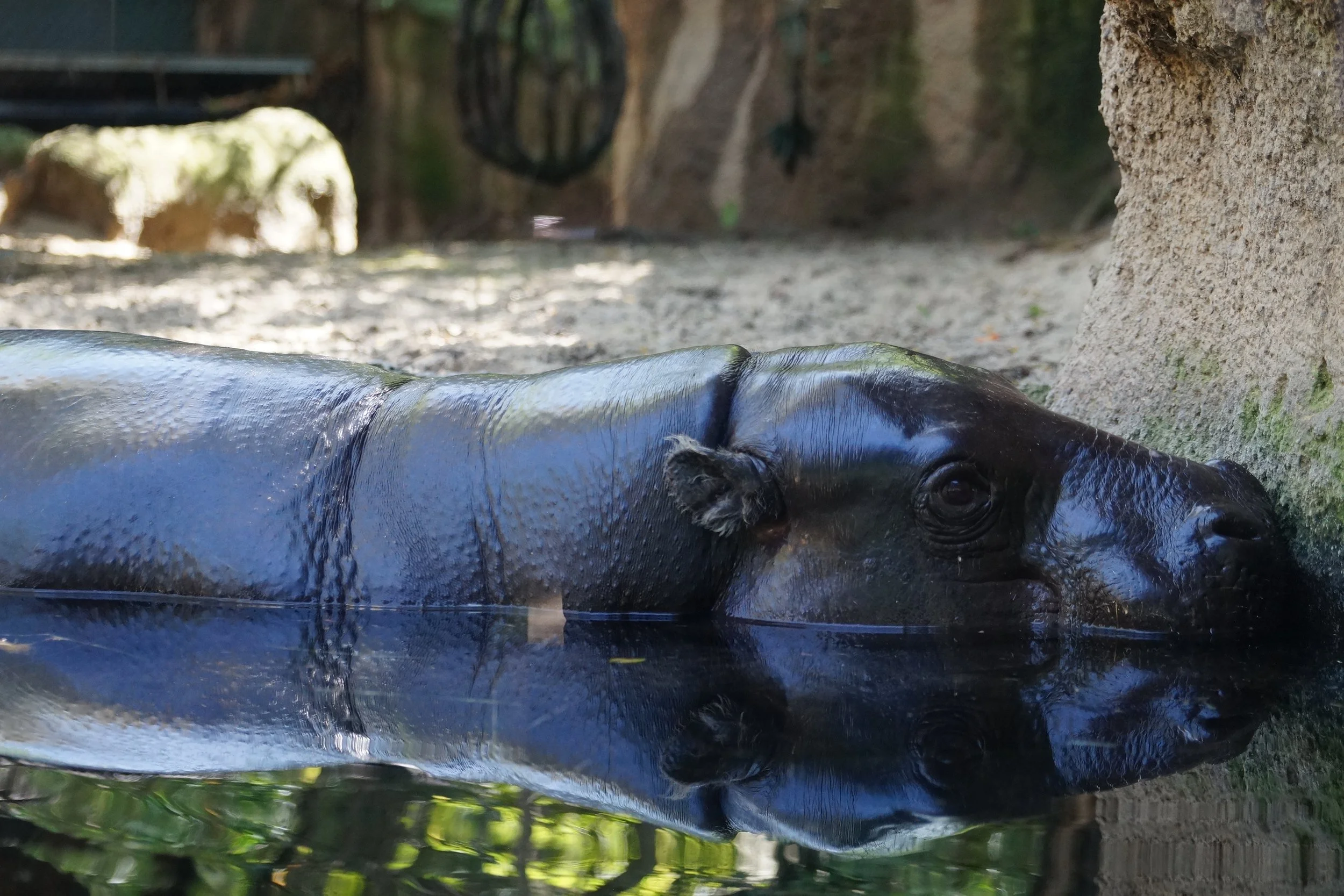 San Diego Zoo: Pygmy Hippo