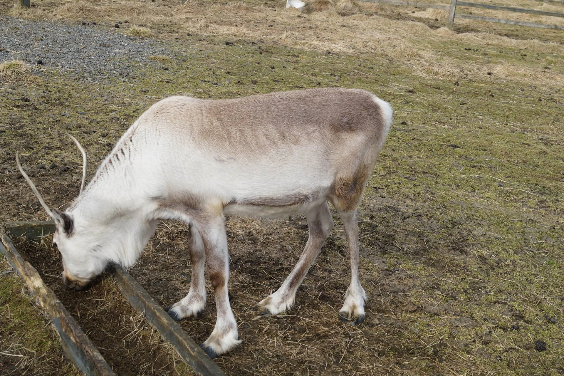 Iceland Zoo - Reindeer