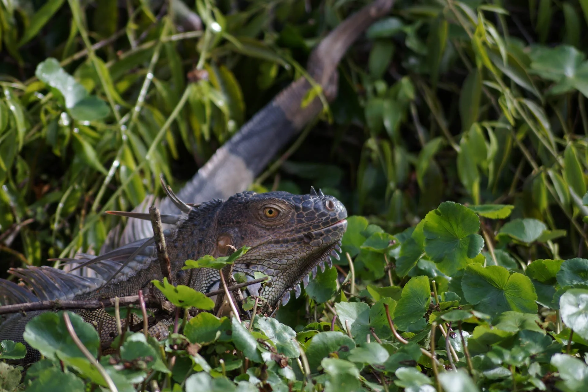 Mawamba Lodge - Iguana at Tortuguero National Park
