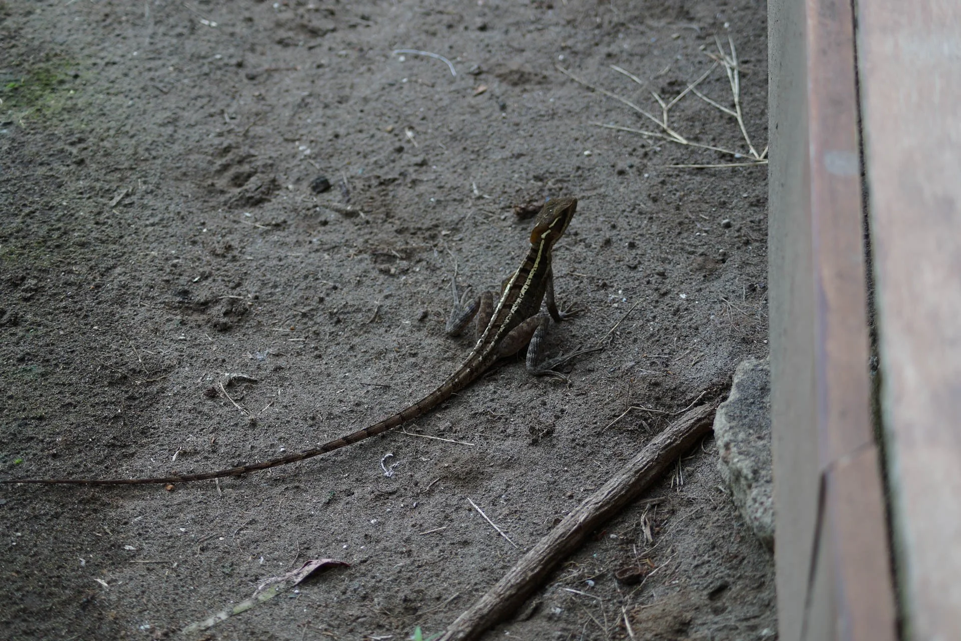 Mawamba Lodge - Lizard 