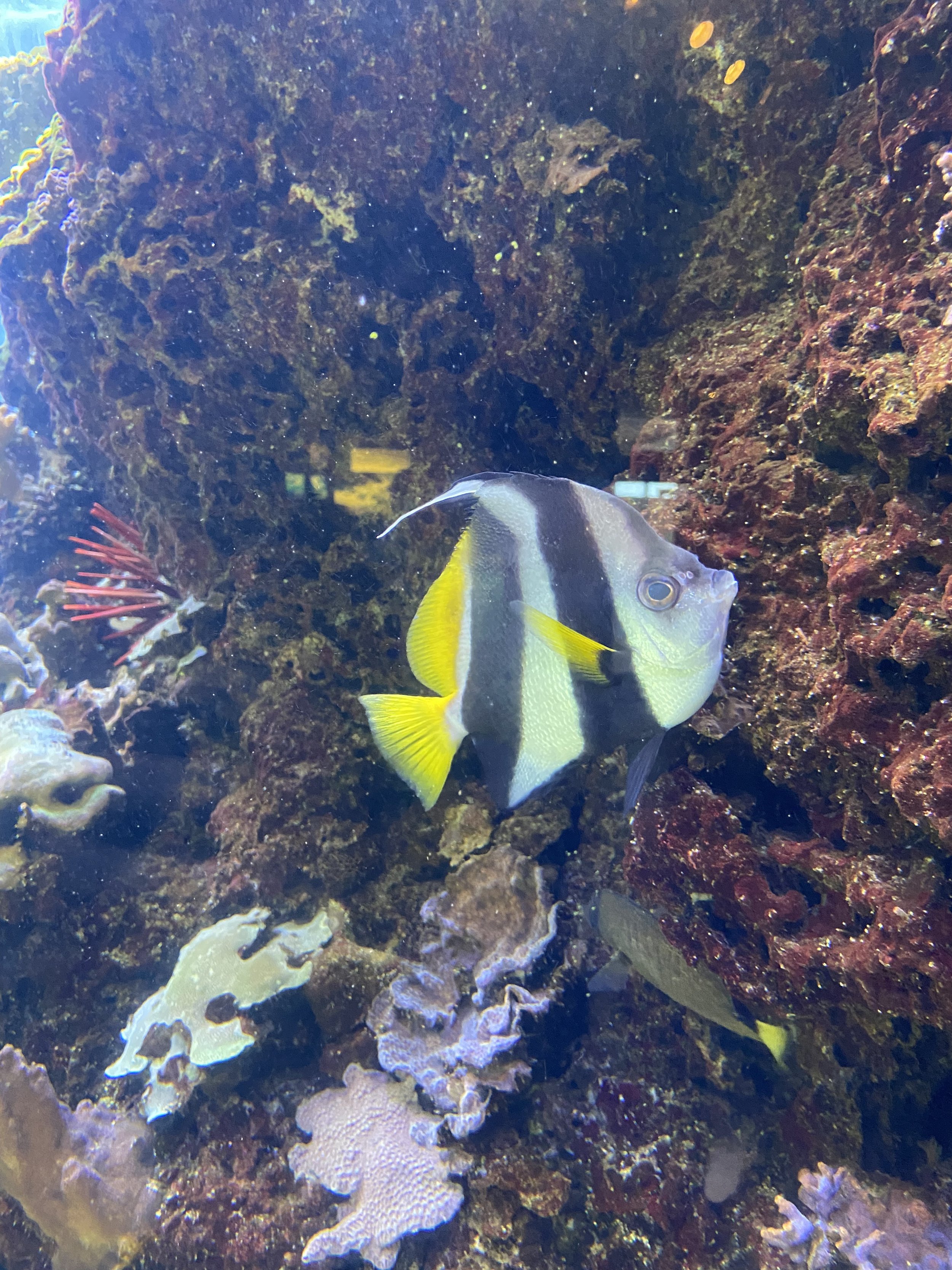 Waikiki Aquarium - Moorish Idol