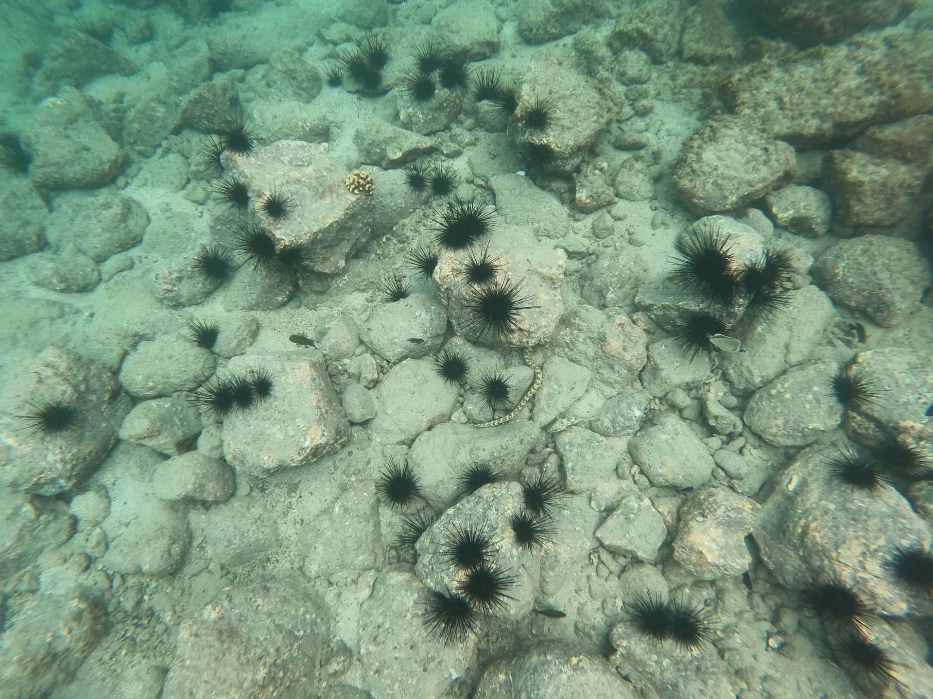 Snorkeling in Golfo Papagayo