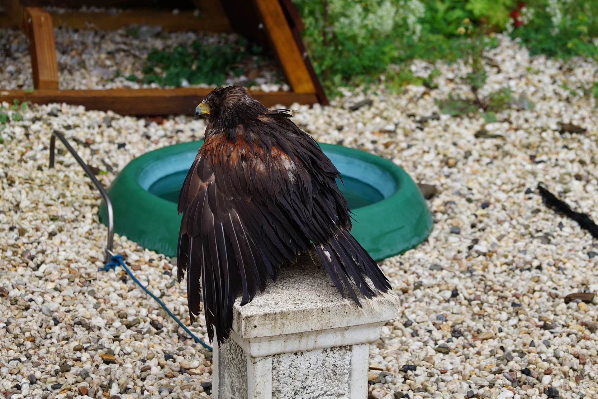 Chateau-Fort de Bouillon, Harris's Hawk
