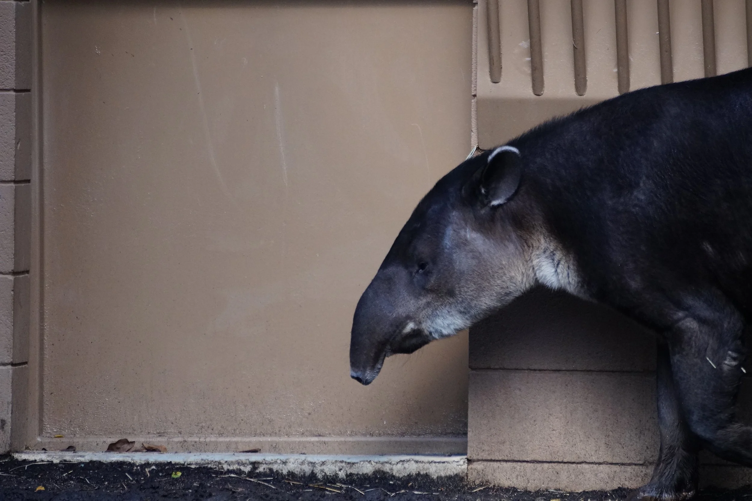 San Diego Zoo: Baird’s Tapir