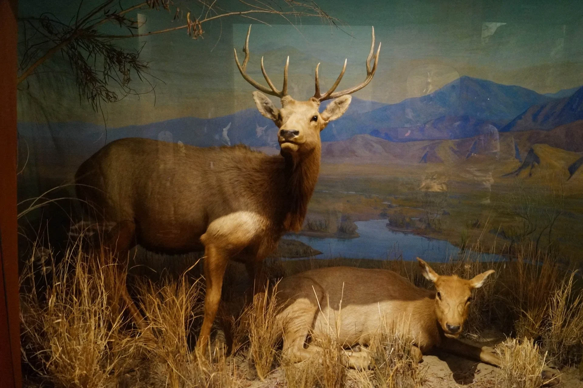 Museum of Natural History: Tule Elk