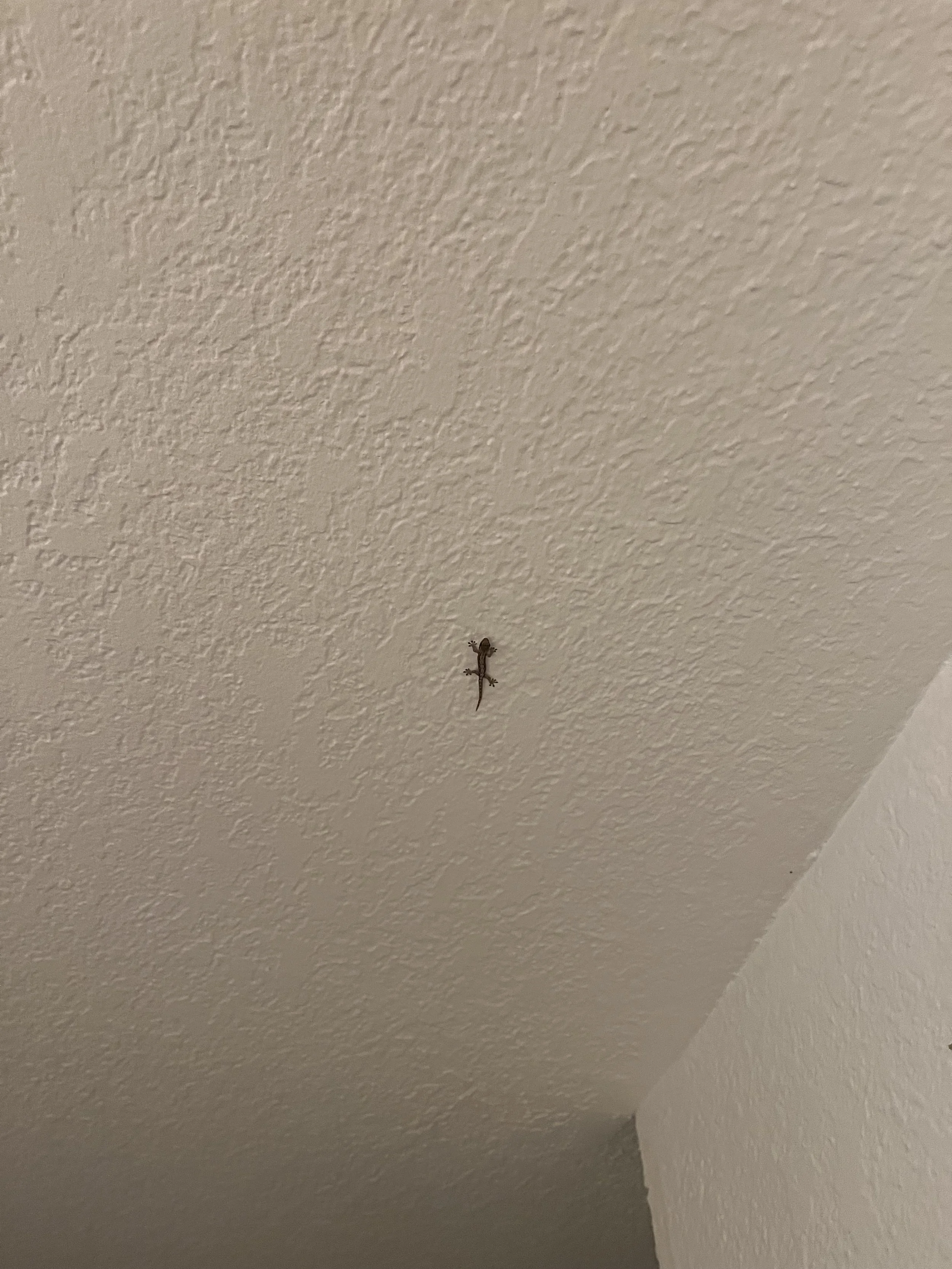 Nihi Kai Villas - Gecko in our apartment