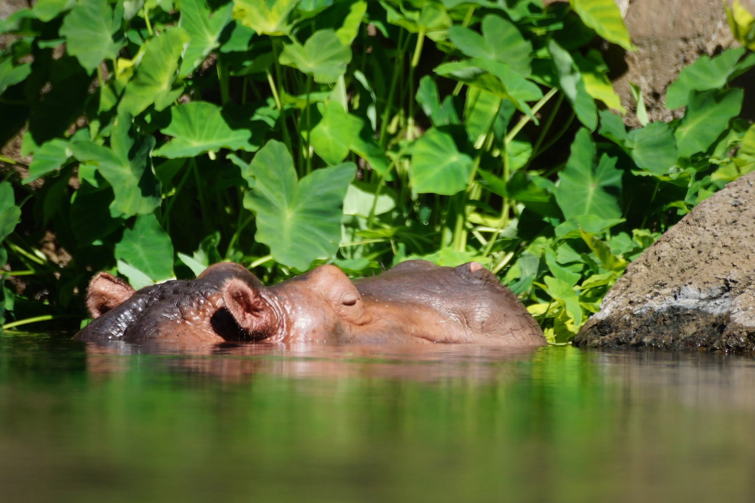 San Diego Zoo: Hippopotamus