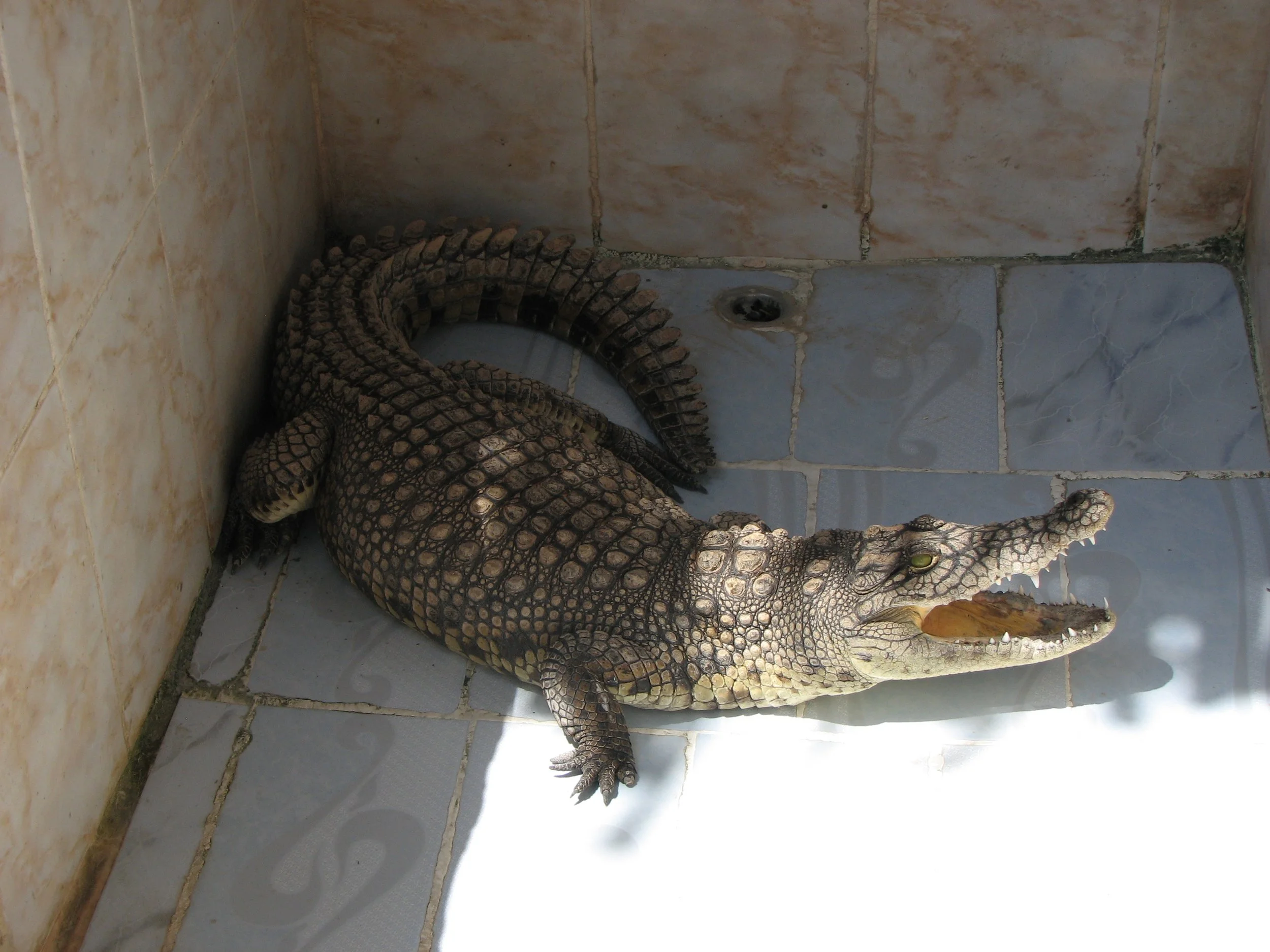 Nubian Village, Aswan - they had a pet crocodile