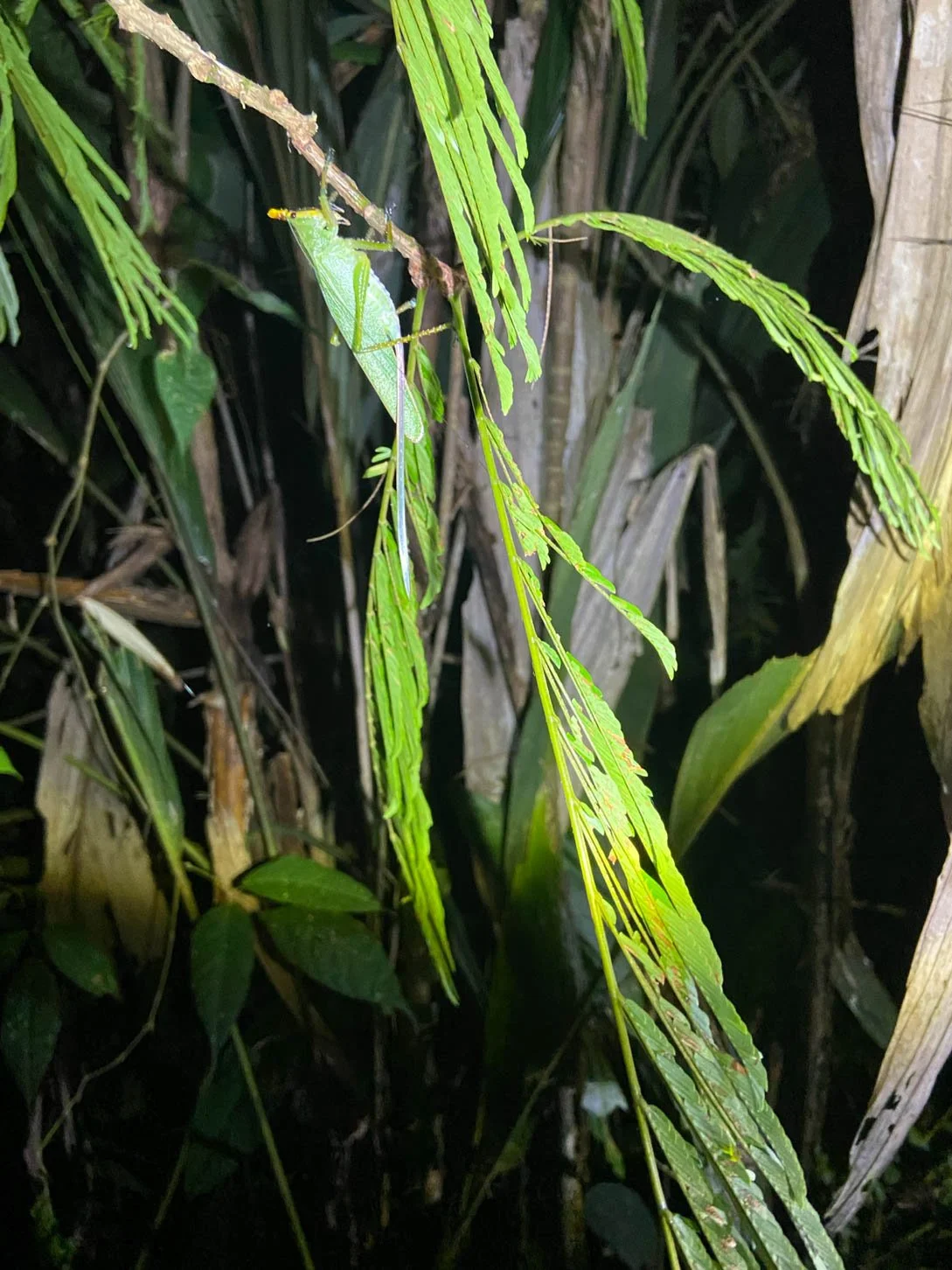 Mawamba Lodge - Cricket on night hike at Tortuguero National Park