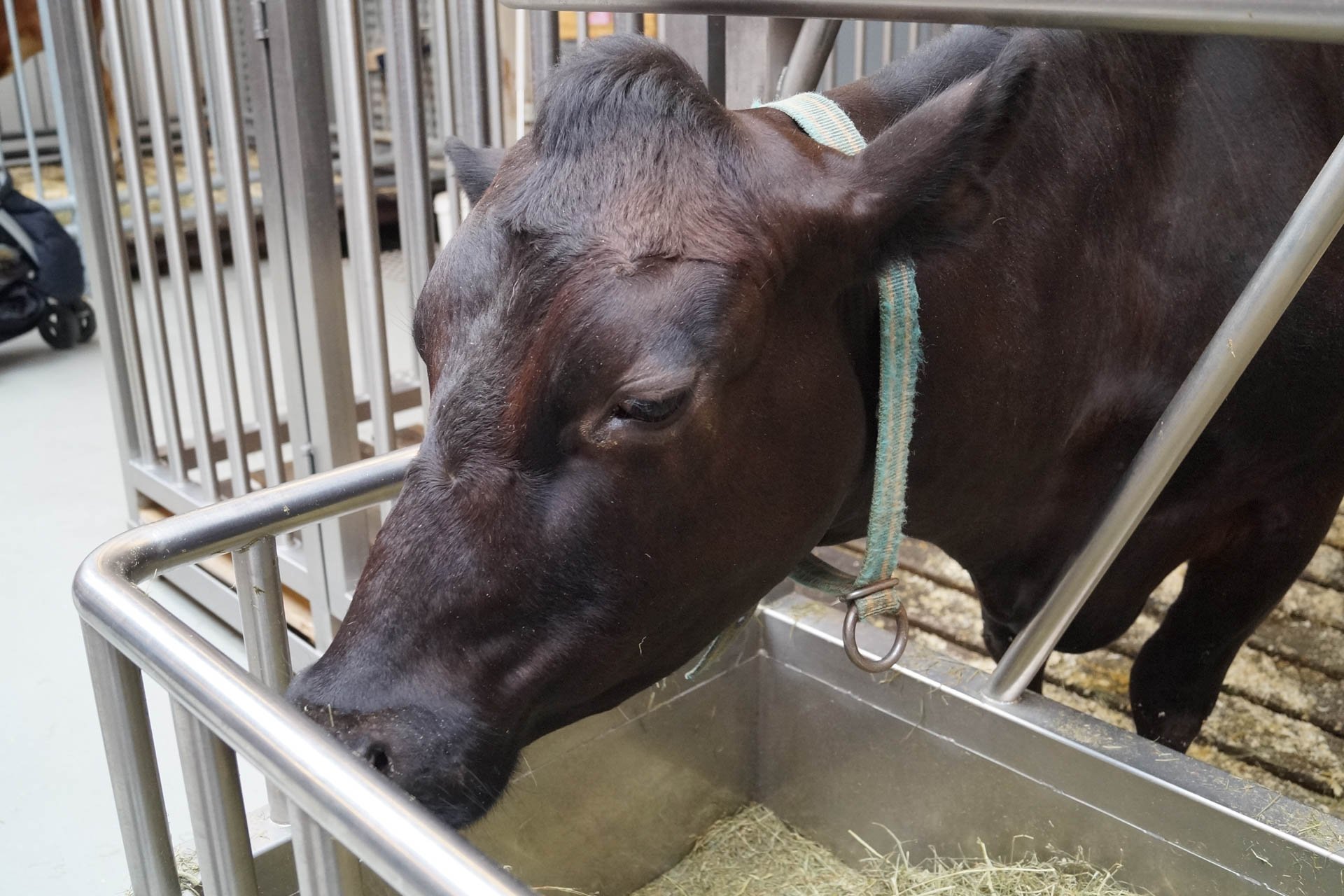 Iceland Zoo -Cows