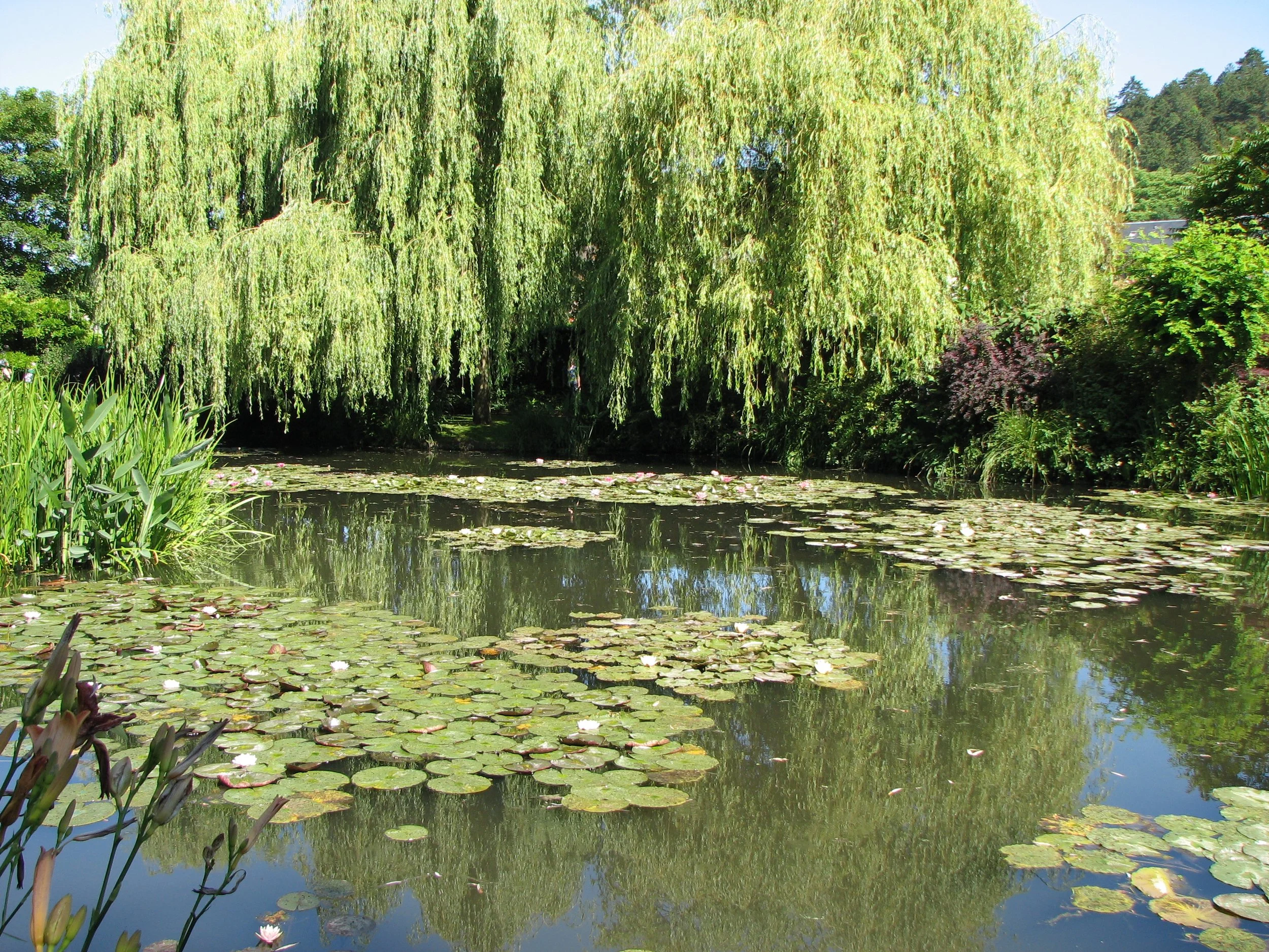 Givery - lily pads were a frequent subject of Monet's paintings 
