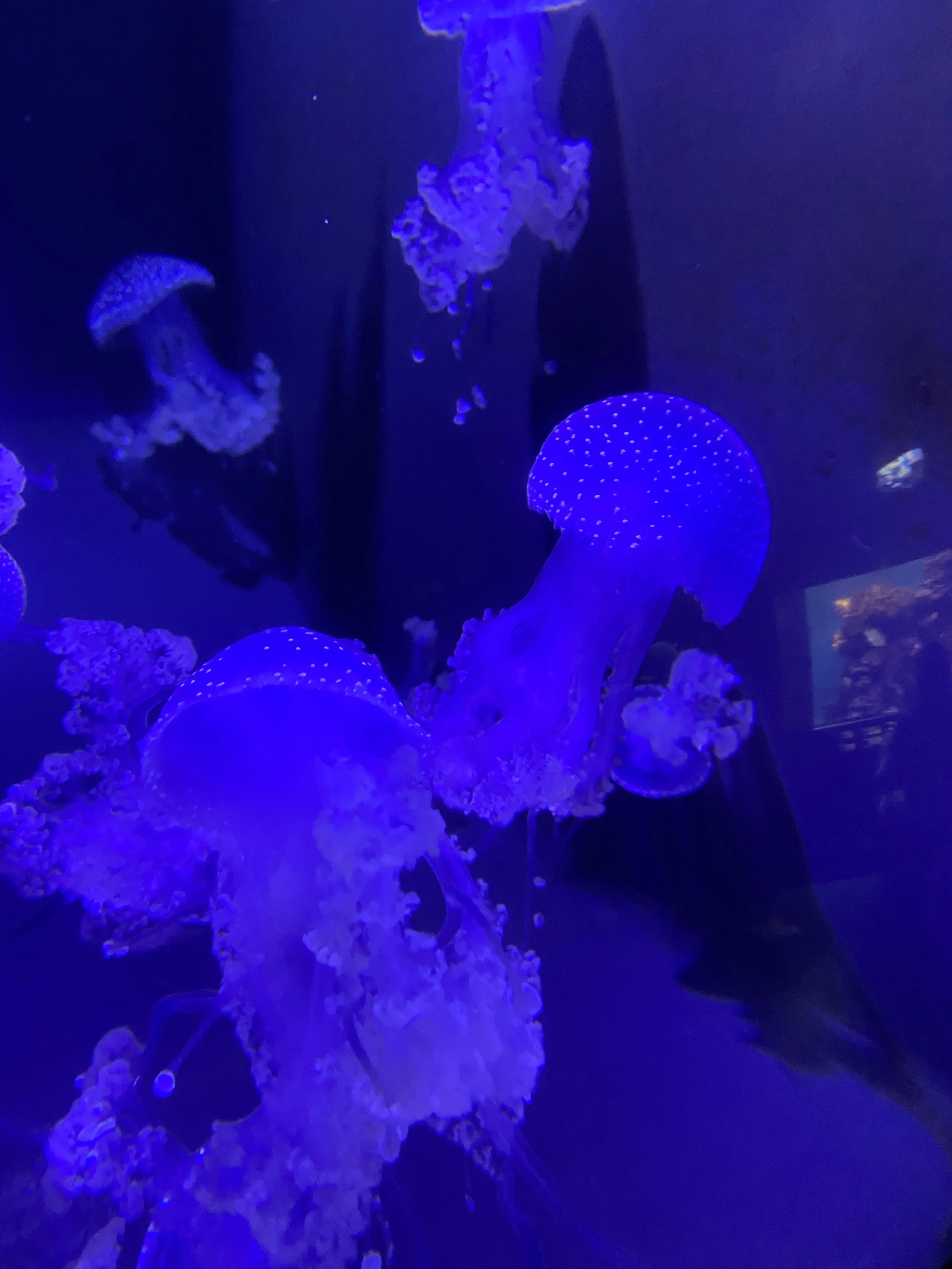 Waikiki Aquarium - Moon Jellies