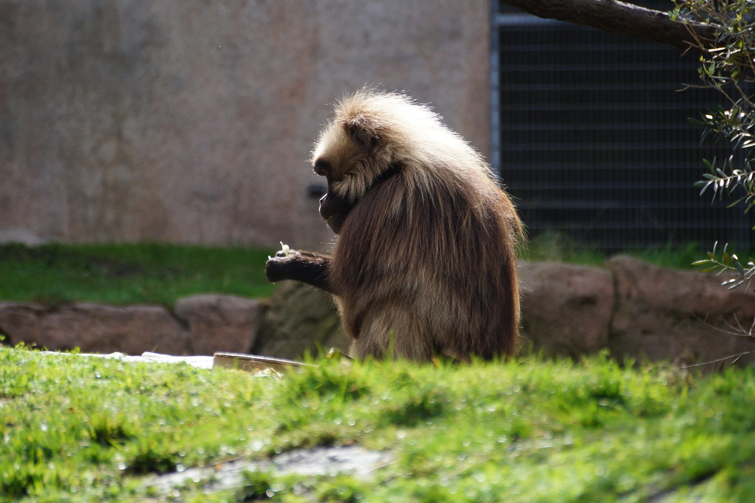 San Diego Zoo: Gelada