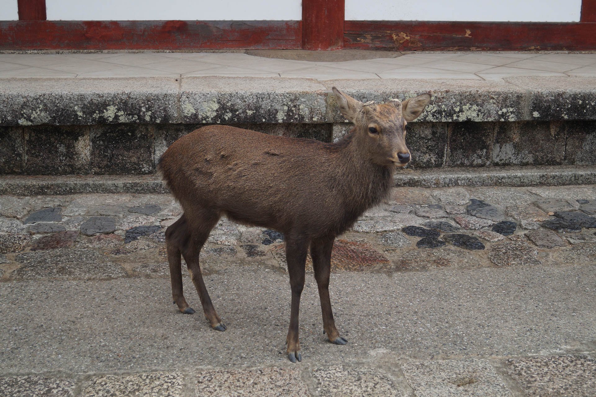 Kyoto - Deer at Nara