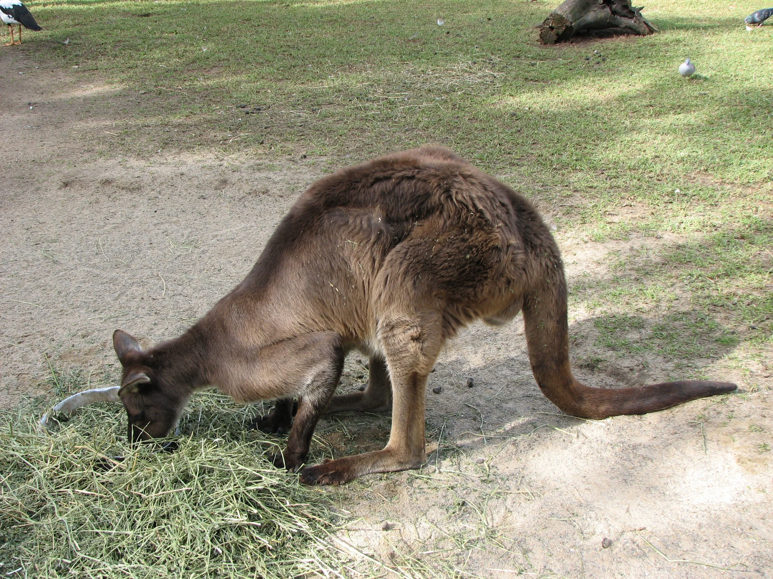 Featherdale Sydney Wildlife Park - Kangaroo