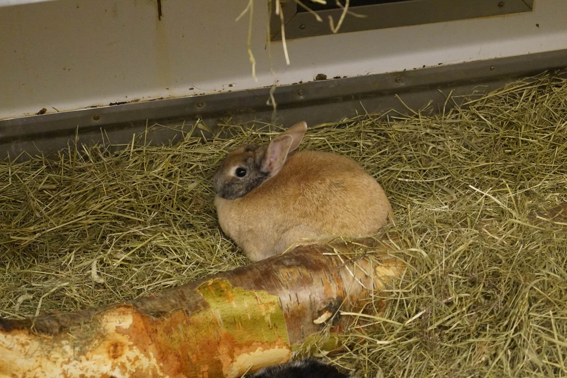 Iceland Zoo - Rabbits