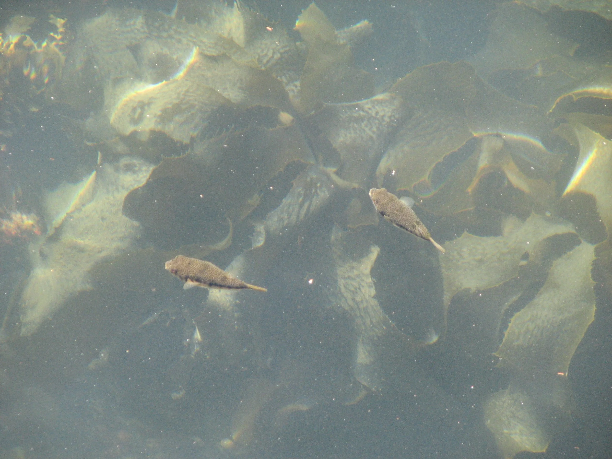 Sydney Harbor - Puffer fish