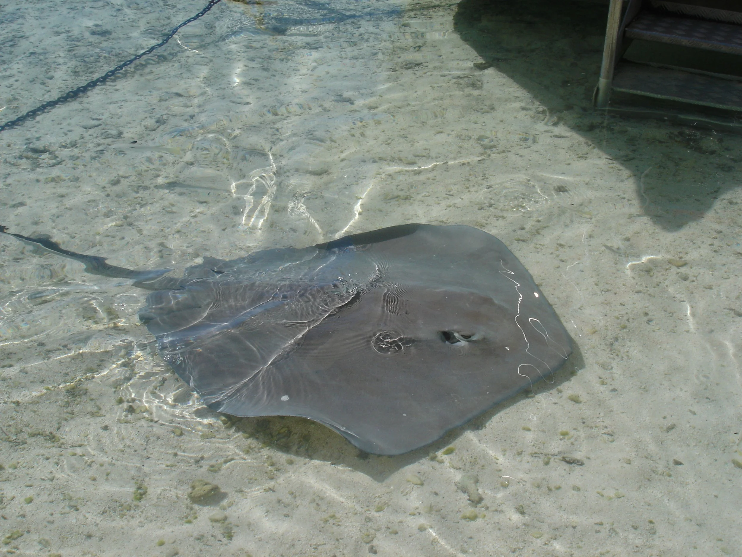 Moorea - Sting Ray
