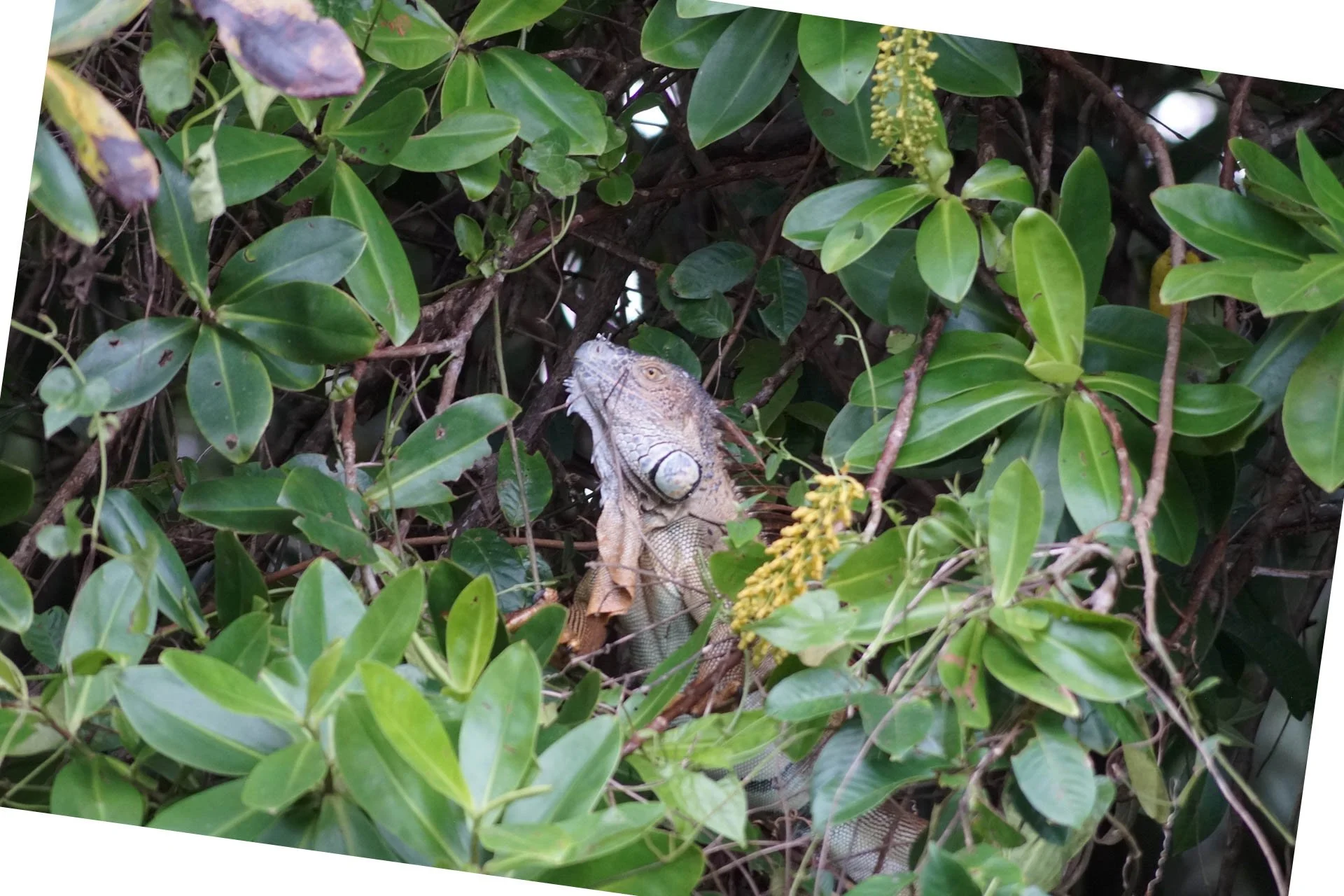 Mawamba Lodge - Iguana at Tortuguero National Park