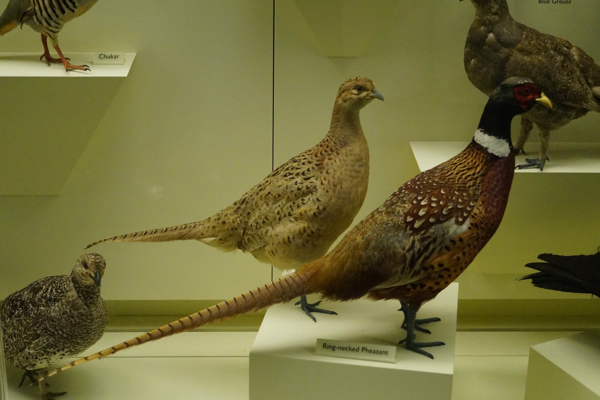 Museum of Natural History: Ring-Necked Pheasant