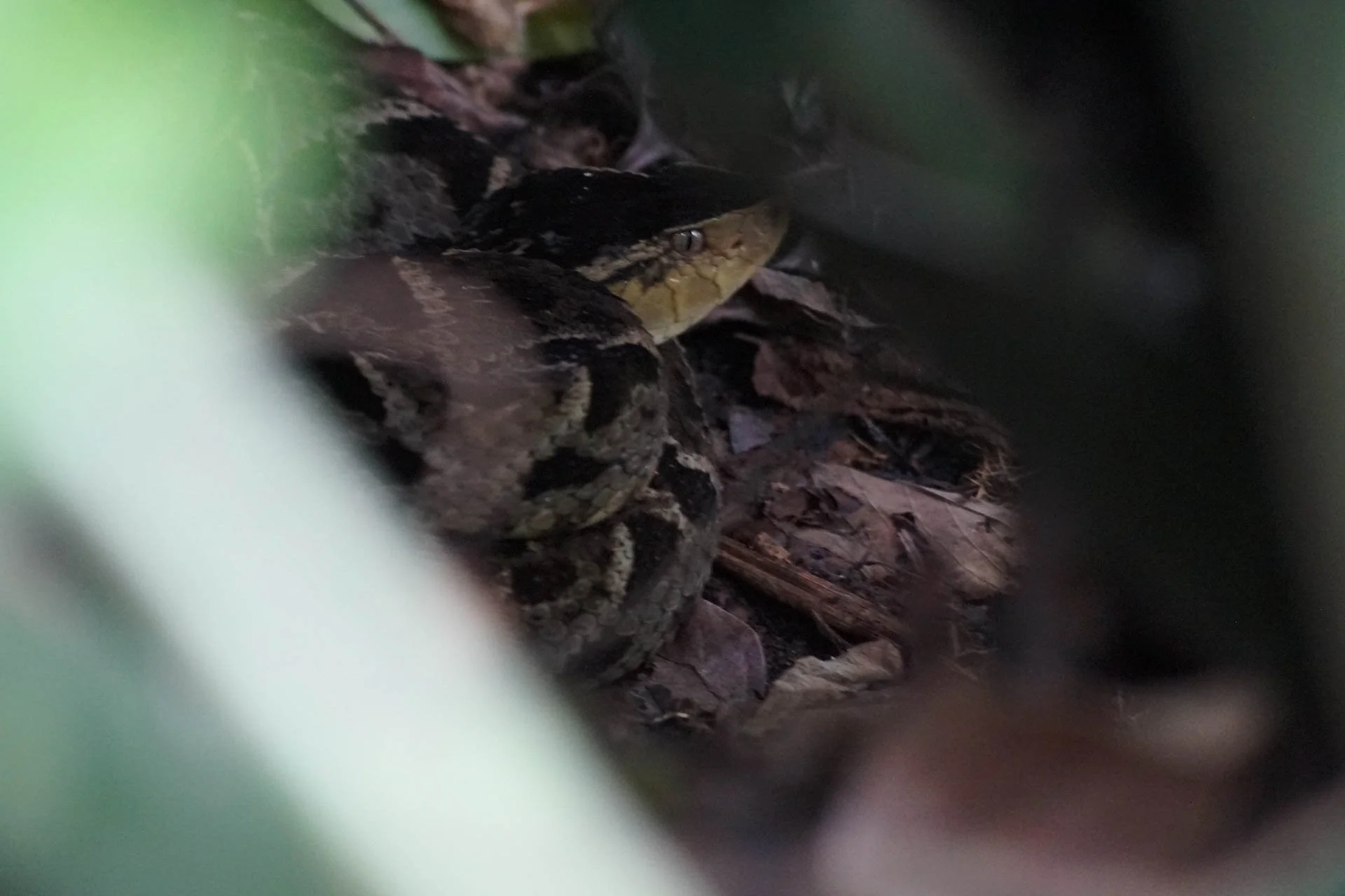 Sloth Watching Tour - Fer-de-Lance