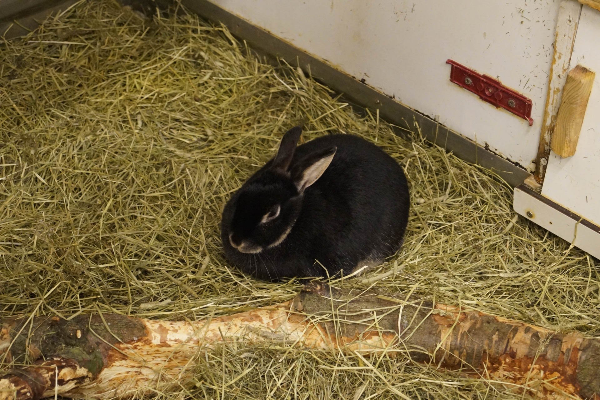 Iceland Zoo - Rabbits