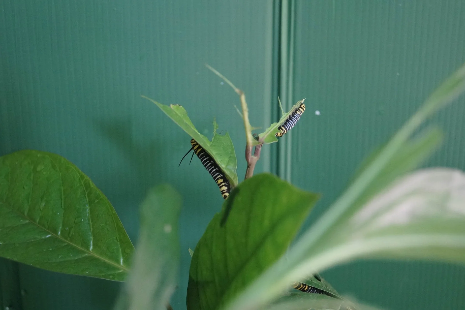 Ecocentro Danaus - Caterpillars 
