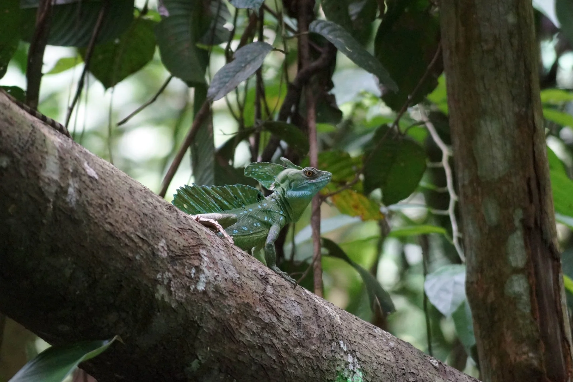 Ecocentro Danaus - Basilisk Lizard at Ecocentro Danaus