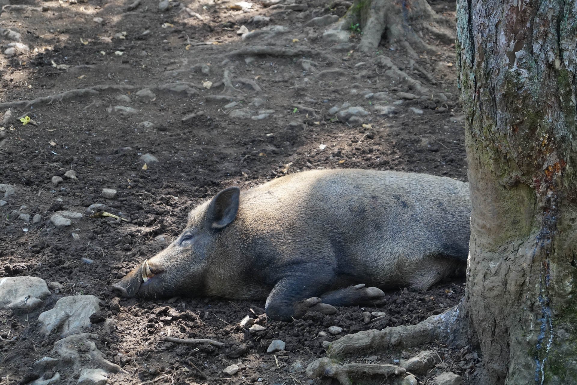 Grotte de Han - Wildlife Park, Wild Boar