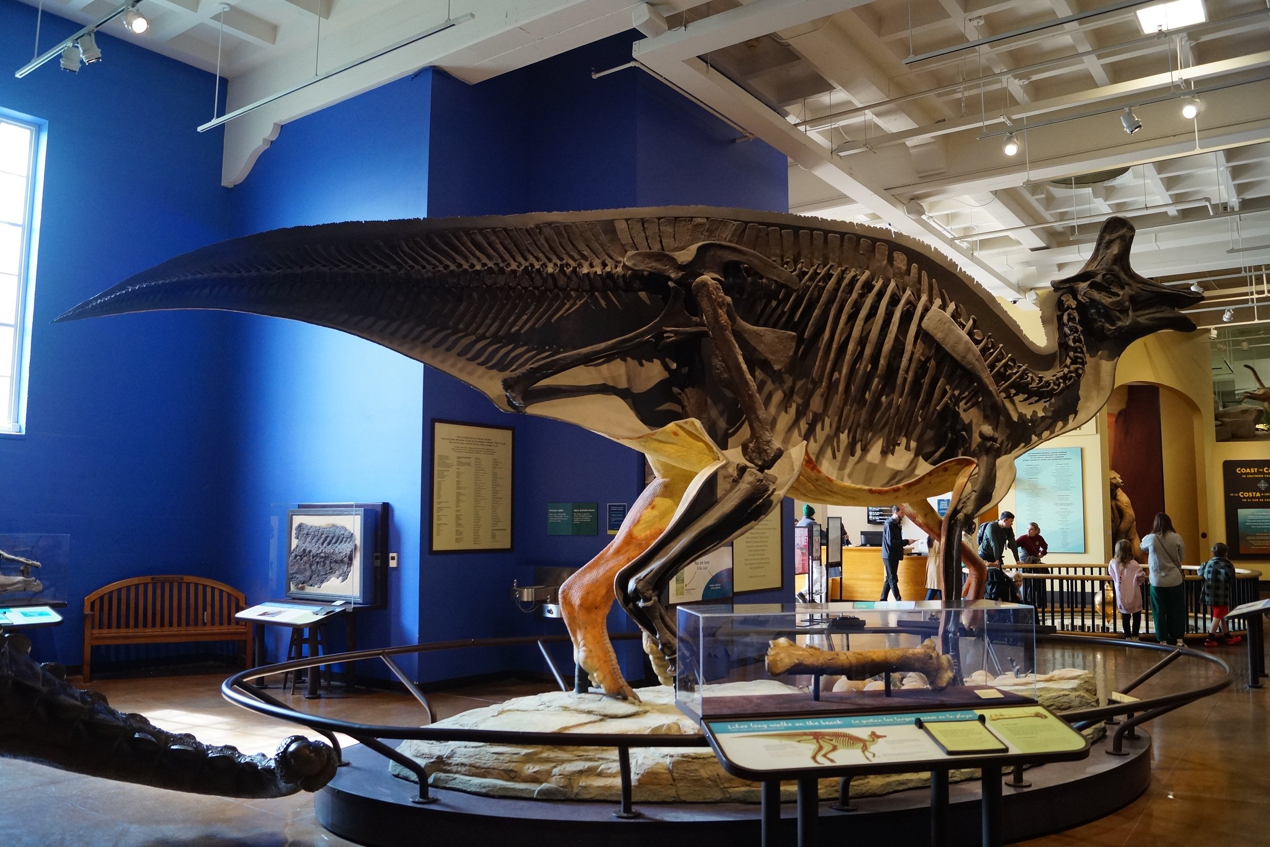 Balboa Park: Natural History Museum - Lambeosaur 