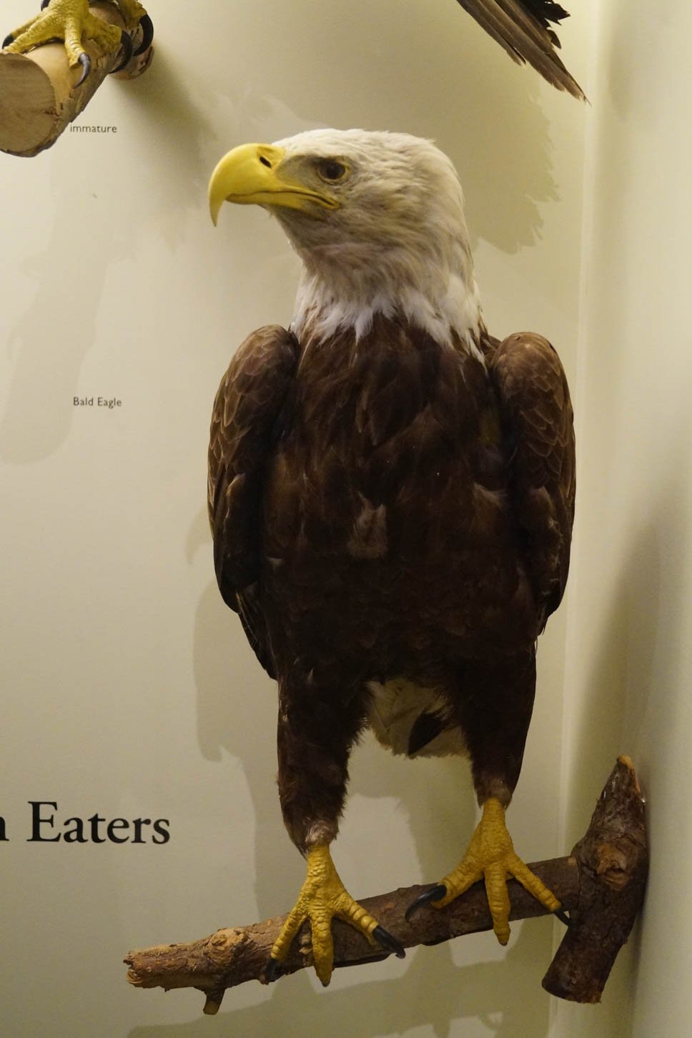 Museum of Natural History: Bald Eagle