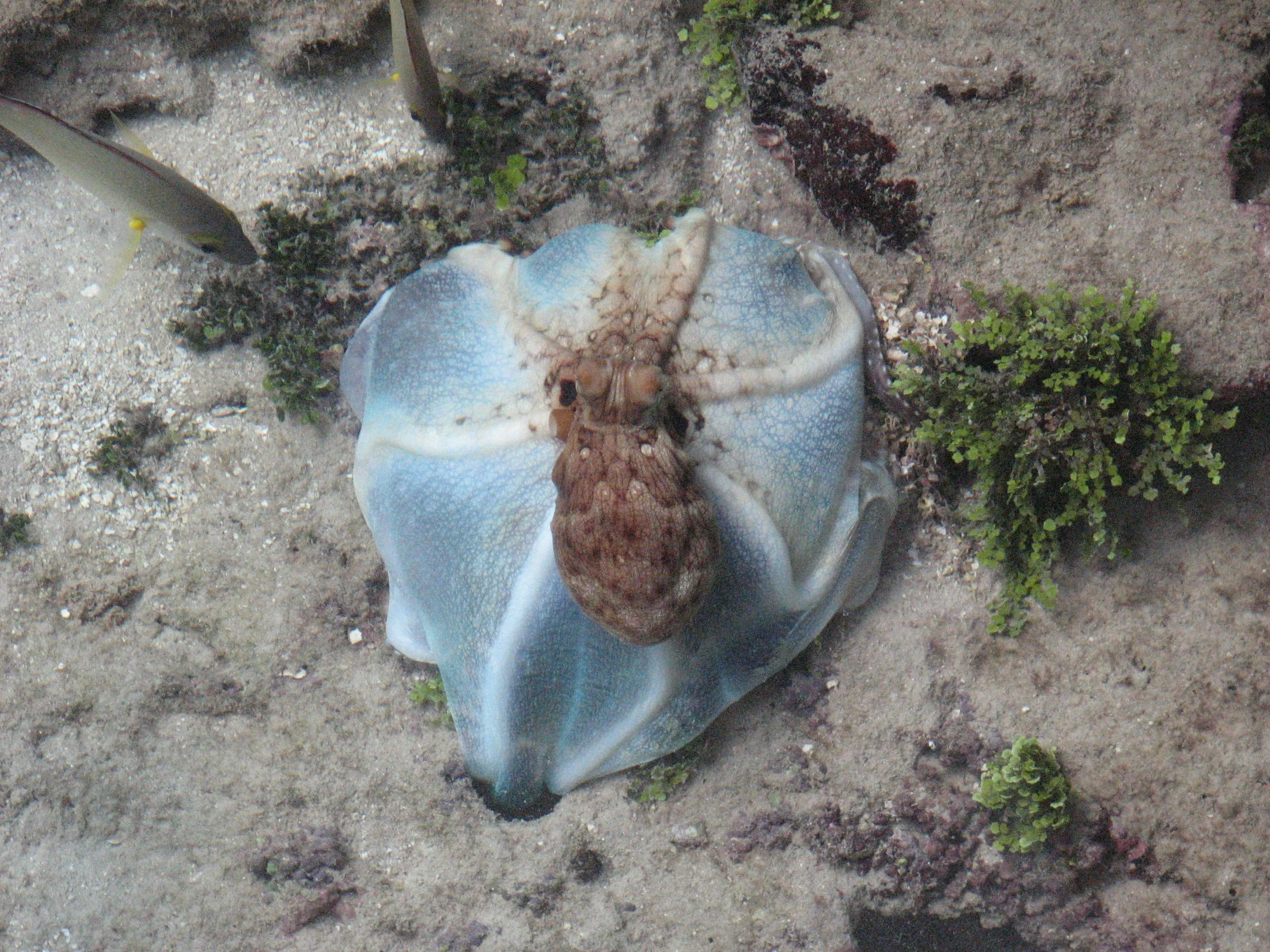 Huahine - Octopus